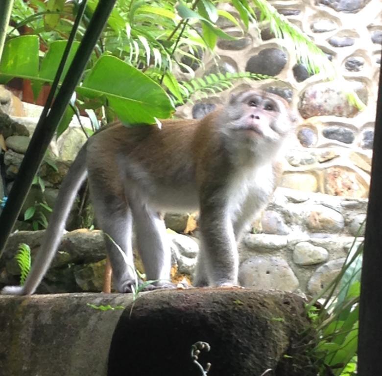 Kupu Kupu Garden Guest House & Cafe 武吉拉旺 外观 照片